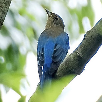 オオルリ 若鳥