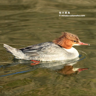 2020/feb/9　♀  足柄上郡