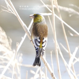 亜種オオカワラヒワ