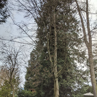 Linde und Hainbuche vereint