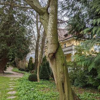 Linde und Hainbuche Vereint