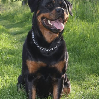 Diva 5 Jahre