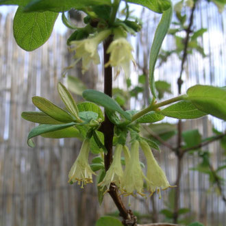 Blüte Kamtschatkabeere Ostseite