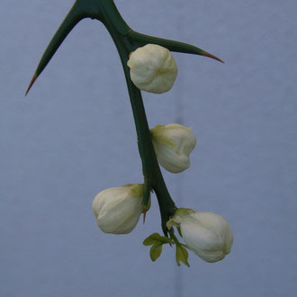 Poncirus trifoliata