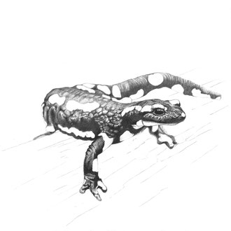 Salamandre. Crayon graphite. Format A3