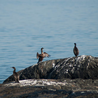 Irlande, Connemara, Lettermullen, baie de Galway, le printemps des cormorans