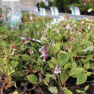 Vaste planten Voorjaarsactie 