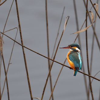 Eisvogel