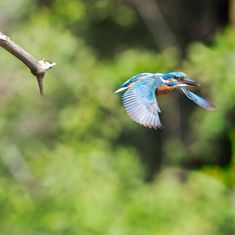 Eisvogel