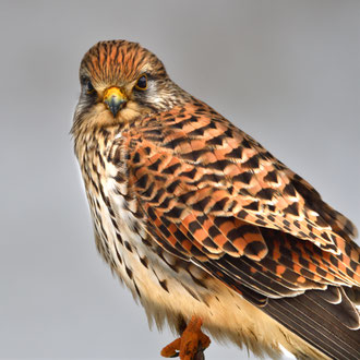 Turmfalke Vogel des Jahres 2024 CH