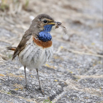 Blaukehlchen