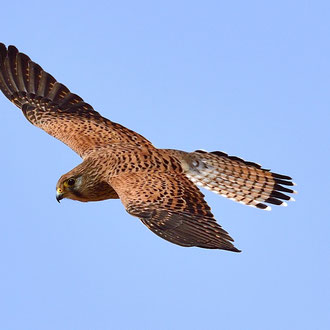Turmfalke Vogel des Jahres 2024 CH