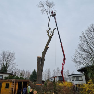 Baumabtragung einer Esche mittels Hebebühne