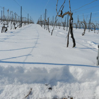 Les pieds de vignes sous 15, 20cm de neige