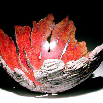 " Carapace" ronce de manzanita - h 15 cm - 2007