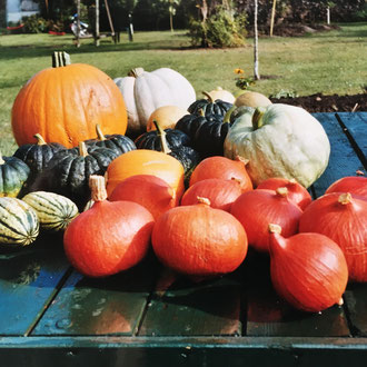 Kürbisvielfalt aus meinem Garten