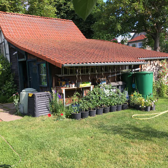 geschützer Anbau unter einem Dach Tomaten im Eimer