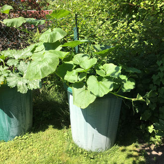 Kürbis - aus-meinem-garten