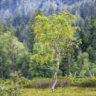 Hochmoor am Ödensee
