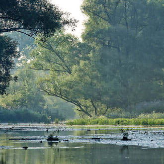 Mitterwasser Traunauen