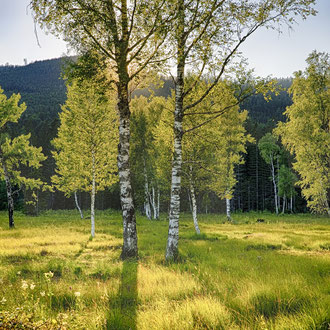 Moorlandschaft am Ödensee