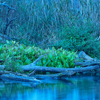 Mitterwasser Traunauen