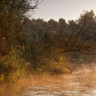 Mitterwasser Traunauen