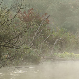 Mitterwasser Traunauen