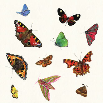 Schmetterlingsarten • Aquarell