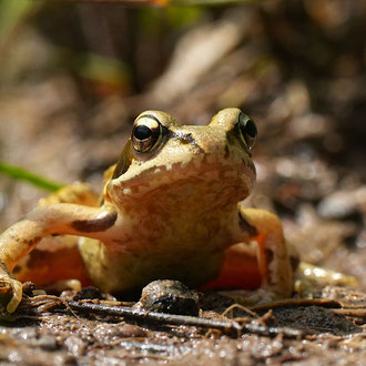 Junger Grasfrosch