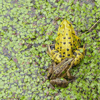 Ungewöhnliche Färbung Seefrosch?