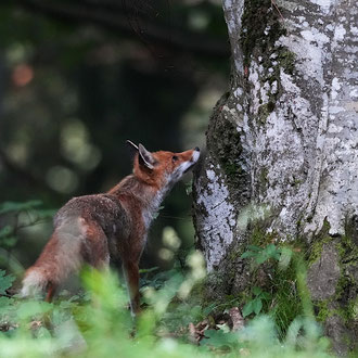 Das junge Eichhörnchen war schneller