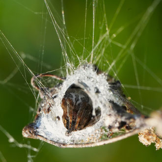 Kreuzspinne im Versteck seitlich am Netz