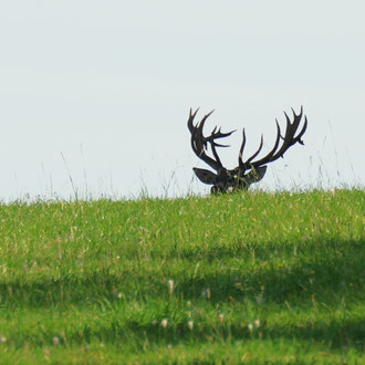 Hirsch