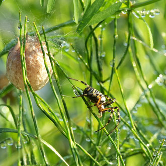 Wespenspinne mit Kokon, in dem die Jungspinnen überwintern