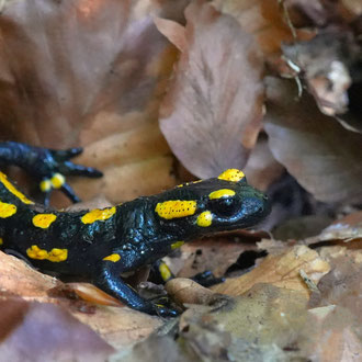 Feuersalamander