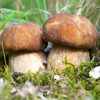 Sommersteinpilz