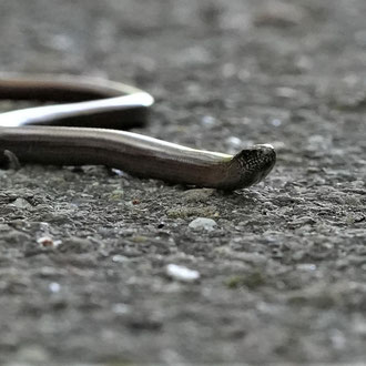 Blindschleiche