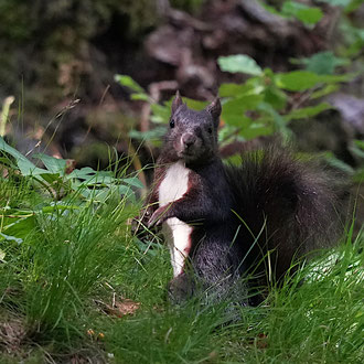 Eichhörnchen Alttier