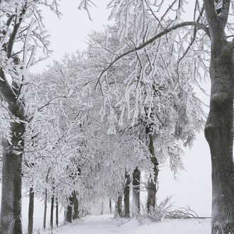 Allee im Erzgebirge