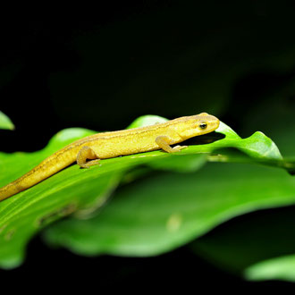 Teichmolch