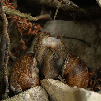 The Kiss