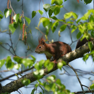 Eichhörnchen