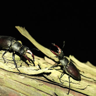 Hirschkäfer