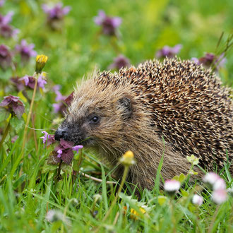 Igel