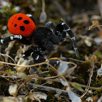 Rote Röhrenspinne