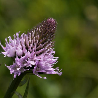 Kugelorchis