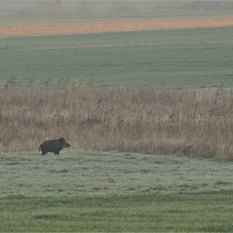 Wildschweinkeiler