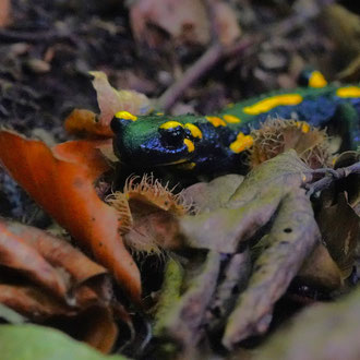 Feuersalamander