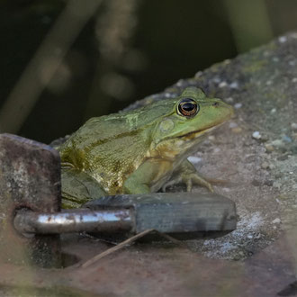 Froschkönig mit Schloß